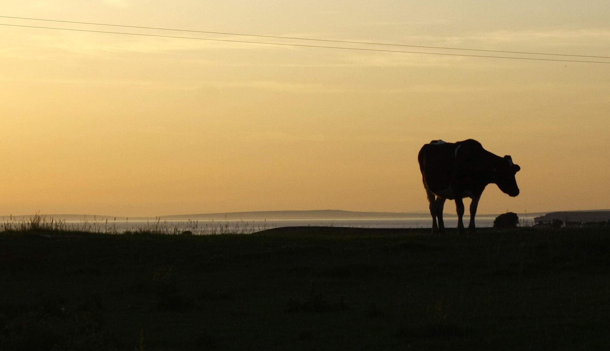 Talamh Beo Submission to the Animal Welfare Strategy 2026–2030 Consultation