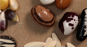 Defending Seed Sovereignty and the Future of Irish Farming