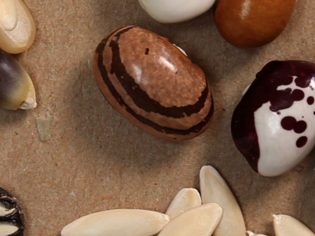 Defending Seed Sovereignty and the Future of Irish Farming