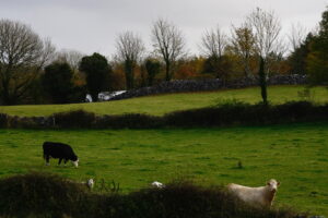 Bord Bia – Why so surprised?