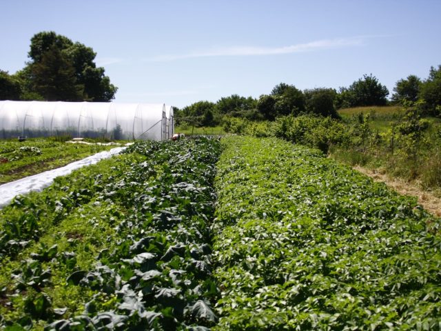 Public Consultation on the Mid-Term Review of Food Vision 2030