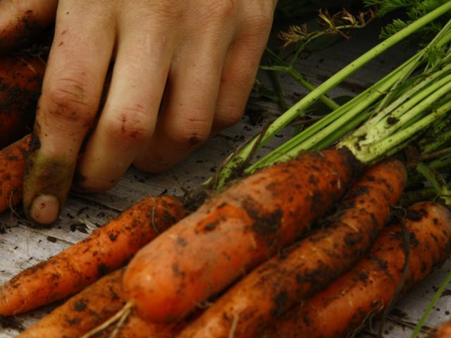 Talamh Beo: A retail charter is a first step, but we need to recognise and resource Local Food Farms if we want a real change in how we feed ourselves