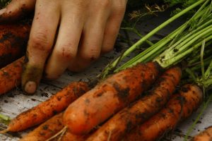 The Carrot, the Stick, and the Story – the damaging propaganda that is Our Food Roots