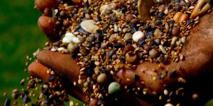 Seeds