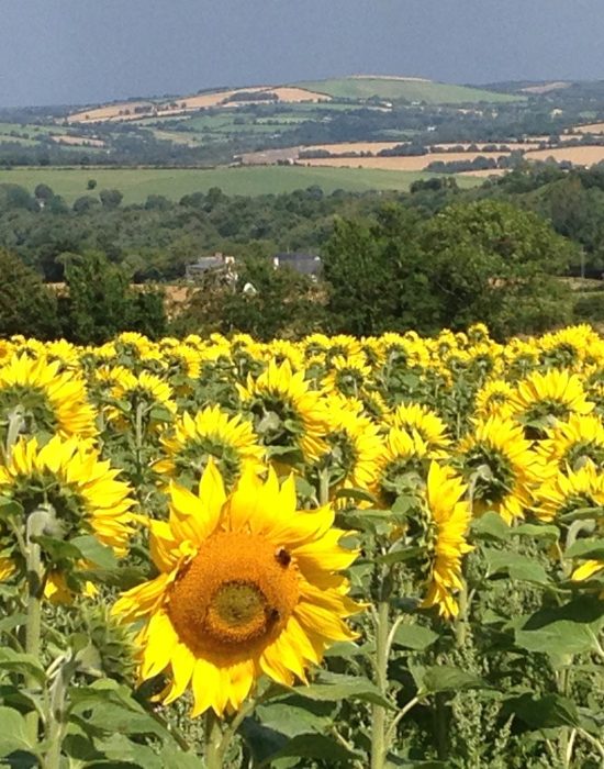 robins glen sunflower fields